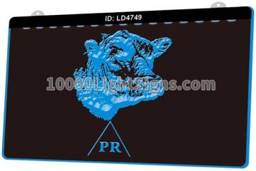 LD4749 Angus cattle Beef Cattle Head PR