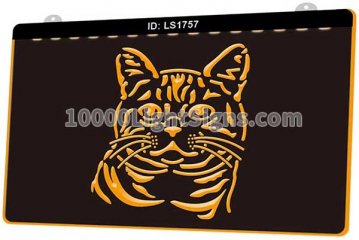 LS1757 American Shorthair Cat Kitty Shop Pet